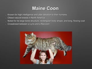 Maine Coon
Known for high intelligence and utter devotion to their humans.
Oldest natural breeds in North America
Noted for its large bone structure, rectangular body shape, and long, flowing coat
Crossbreed between a Lynx and a Raccoon
 