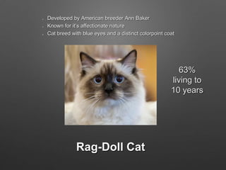 Rag-Doll Cat
Developed by American breeder Ann Baker
Known for it’s affectionate nature
Cat breed with blue eyes and a distinct colorpoint coat
63%
living to
10 years
 