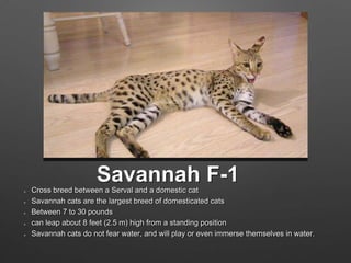 Savannah F-1
Cross breed between a Serval and a domestic cat
Savannah cats are the largest breed of domesticated cats
Between 7 to 30 pounds
can leap about 8 feet (2.5 m) high from a standing position
Savannah cats do not fear water, and will play or even immerse themselves in water.
 