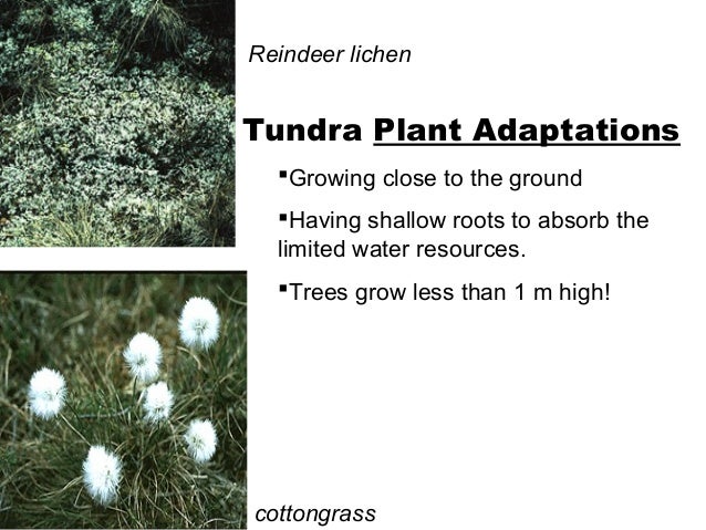 tundra characteristic