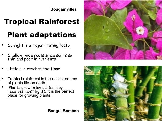 tropical rainforest biome vegetation