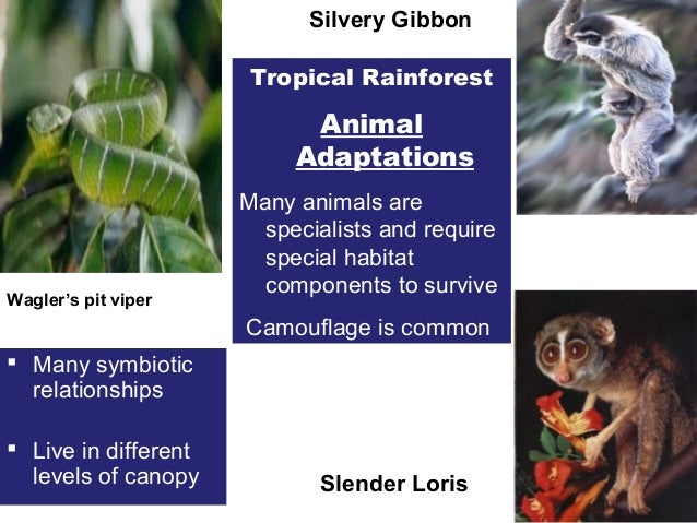 an essay on the destruction of rainforests Diminishing and the rate of tropical rain forest destruction is as it is shrinking areas of the tropical forests (barraclough and ghimire, 2000). an essay on the destruction of rainforests Diminishing and the rate of tropical rain forest destruction is as it is shrinking areas of the tropical forests (barraclough and ghimire, 2000).