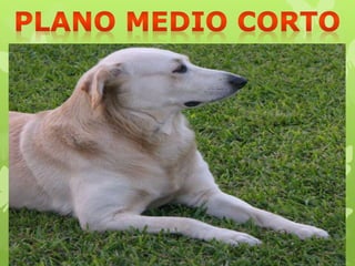 "Información Gráfica"