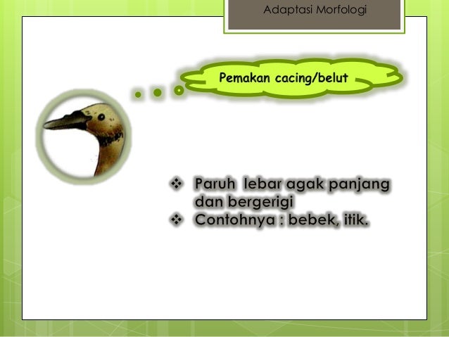 Clukp Htsn3avm