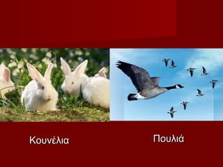 ΚουνέλιαΚουνέλια ΠουλιάΠουλιά
 