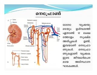 st{^m¬
Hmtcm hy¡-bp-
sSbpw DÄh-i¯v
GXm­v 12 e£-
t¯mfw kq£va
Acn-¸-IÄ D­v.
Ch-bmWv st{^m-
Wp-IÄ. st{^m-
Wp-I-fmWv hy¡-I-
fpsS Poh-[Àa-]-c-
amb ASn-Øm
LS-I-§Ä.
Hmtcm hy¡-bp-
sSbpw DÄh-i¯v
GXm­v 12 e£-
t¯mfw kq£va
Acn-¸-IÄ D­v.
Ch-bmWv st{^m-
Wp-IÄ. st{^m-
Wp-I-fmWv hy¡-I-
fpsS Poh-[Àa-]-c-
amb ASn-Øm
LS-I-§Ä.
 
