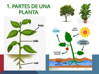 1. PARTES DE UNA
PLANTA
 