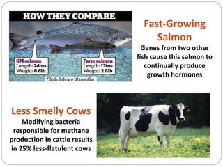 Fast-Growing
Salmon
Genes from two other
fish cause this salmon to
continually produce
growth hormones
Less Smelly Cows
Modifying bacteria
responsible for methane
production in cattle results
in 25% less-flatulent cows
 