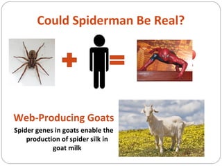 Could Spiderman Be Real?
Web-Producing Goats
Spider genes in goats enable the
production of spider silk in
goat milk
 