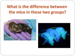 What is the difference between
the mice in these two groups?
 