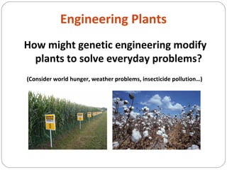 Engineering Plants
How might genetic engineering modify
plants to solve everyday problems?
(Consider world hunger, weather problems, insecticide pollution…)
 
