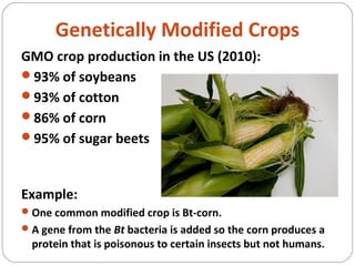 Genetically Modified Crops
GMO crop production in the US (2010):
93% of soybeans
93% of cotton
86% of corn
95% of sugar beets
Example:
One common modified crop is Bt-corn.
A gene from the Bt bacteria is added so the corn produces a
protein that is poisonous to certain insects but not humans.
 