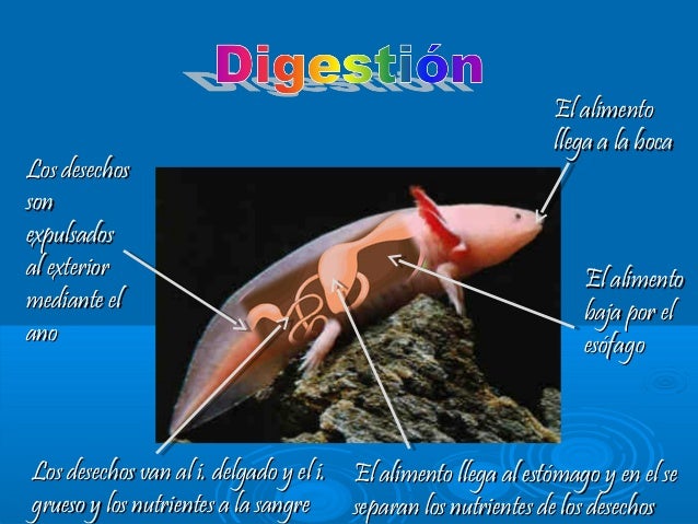 Los anfibios, La rana y el Ajolote