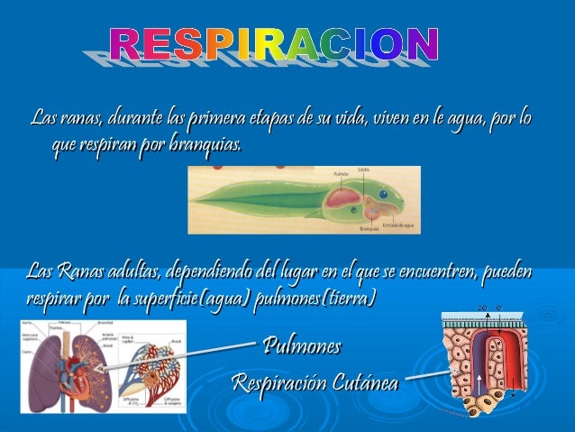 Resultado de imagen para sistema respiratorio de un ajolote