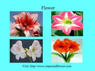 Flower
Visit: http://www.importedflower.com
 