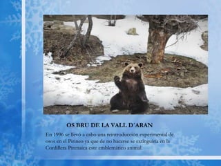 OS BRU DE LA VALL D´ARAN
En 1996 se llevó a cabo una reintroducción experimental de
osos en el Pirineo ya que de no hacerse se extinguiría en la
Cordillera Pirenaica este emblemático animal.
 