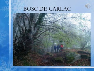 BOSC DE CARLAC
 