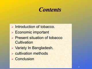 persian tobacco plant persian tobacco plant How to Grow Tobacco Plant (Nicotiana)