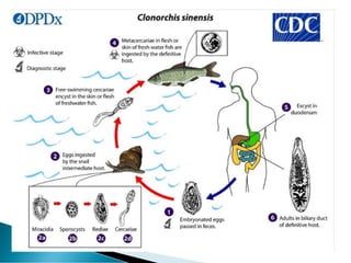 Phylum platyhelminthes characteristics and classification | PDF