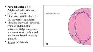 Histology of Thyroid Gland: Histological Features and Hormone Secretion ...