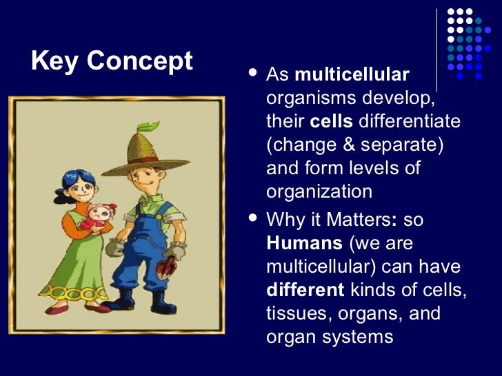 What are four levels of organization in a multicellular organism?