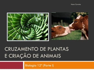 Nuno Correia




CRUZAMENTO DE PLANTAS
E CRIAÇÃO DE ANIMAIS
      Biologia 12º (Parte I)