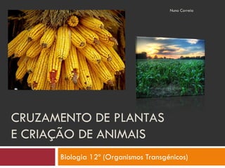 Nuno Correia




CRUZAMENTO DE PLANTAS
E CRIAÇÃO DE ANIMAIS
      Biologia 12º (Organismos Transgénicos)