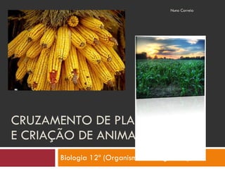 CRUZAMENTO DE PLANTAS E CRIAÇÃO DE ANIMAIS Biologia 12º (Organismos Transgénicos) Nuno Correia 