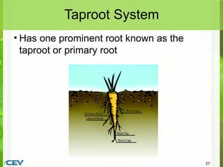 PowerPoint-AnatomyofPlantsDownloadableVersion.pptx