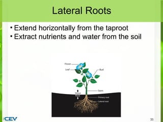 PowerPoint-AnatomyofPlantsDownloadableVersion.pptx