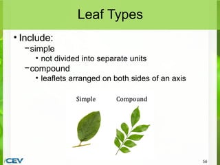 Leaf Unit Examples PowerPoint-AnatomyofPlantsDownloadableVersion.pptx