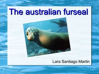 The australian furseal




            Lara Santiago Martin
 