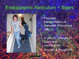 Endoplasmic Reticulum = Stairs Provides transportation of materials throughout cell In plants: network of tubes and membranes Smooth & Rough ER 