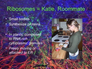 Ribosomes = Katie, Roommate Small bodies Synthesize proteins In plants: composed to RNA-rich cytoplasmic granules Freely moving or attached to ER 