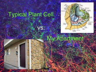 Typical Plant Cell vs. My Apartment 