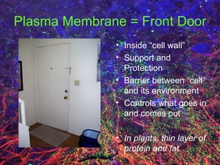 Plasma Membrane = Front Door Inside “cell wall” Support and Protection Barrier between “cell” and its environment Controls what goes in and comes out In plants: thin layer of protein and fat 