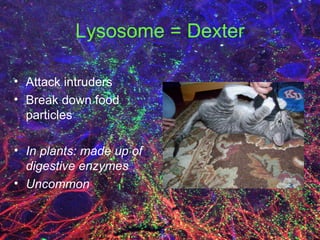 Lysosome = Dexter Attack intruders Break down food particles In plants: made up of digestive enzymes Uncommon 