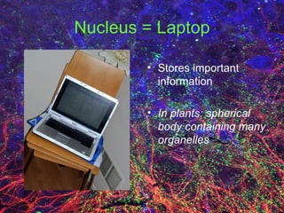 Nucleus = Laptop Stores important information In plants: spherical body containing many organelles 