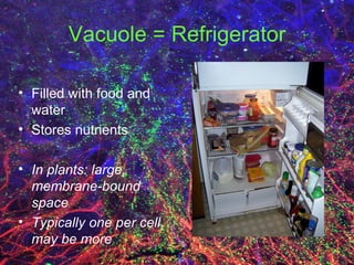 Vacuole = Refrigerator Filled with food and water Stores nutrients In plants: large, membrane-bound space Typically one per cell, may be more 