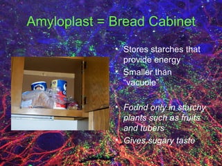 Amyloplast = Bread Cabinet Stores starches that provide energy Smaller than “vacuole” Found only in starchy plants such as fruits and tubers Gives sugary taste 