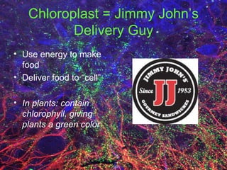 Chloroplast = Jimmy John’s Delivery Guy Use energy to make food Deliver food to “cell” In plants: contain chlorophyll, giving plants a green color 