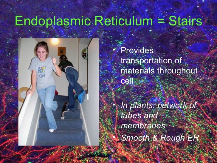 endoplasmic reticulum analogy