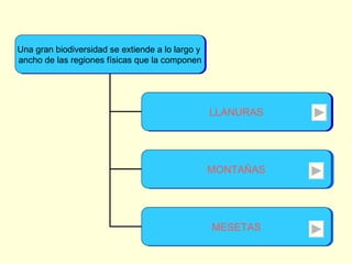 Una gran biodiversidad se extiende a lo largo y  ancho de las regiones físicas que la componen LLANURAS MONTAÑAS MESETAS 