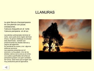 LLANURAS La gran llanura chacopampeana es una planicie con pocas ondulaciones.   Llanura chaqueña en el  norte   Llanura pampeana  en el sur.   Las plantas subtropicales dominan el norte, como parte de la región del Gran Chaco. El género Dalbergia de árboles está diseminado ; también son predominantes los árboles blancos y negros del algarrobo. Su pendiente es suave y con  algunos sistemas serranos. Las especies presentes son el sicómoro o el eucalipto. Uno de los árboles nativos de la zona es el ombú.  Los suelos superficiales de la llanura pampeana poseen una gran cantidad de humus. Esto hace que la región sea muy productiva para la agricultura.  