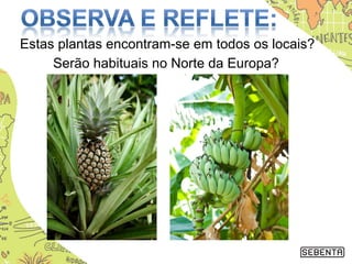 Serão habituais no Norte da Europa?
Estas plantas encontram-se em todos os locais?
 