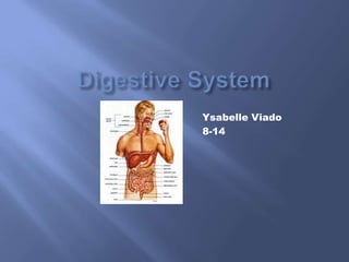 Digestive System YsabelleViado           8-14 