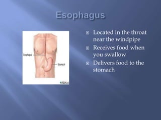 EsophagusLocated in the throat near the windpipeReceives food when you swallowDelivers food to the stomach