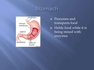 StomachProcesses and transports foodHolds food while it is being mixed with enzymes