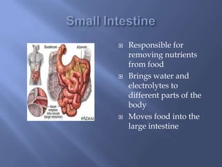 Small IntestineResponsible for removing nutrients from foodBrings water and electrolytes to different parts of the bodyMoves food into the large intestine
