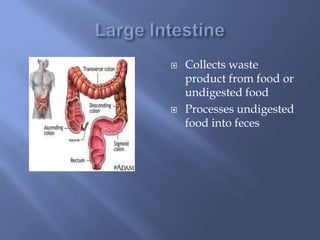 Large IntestineCollects waste product from food or undigested food Processes undigested food into feces